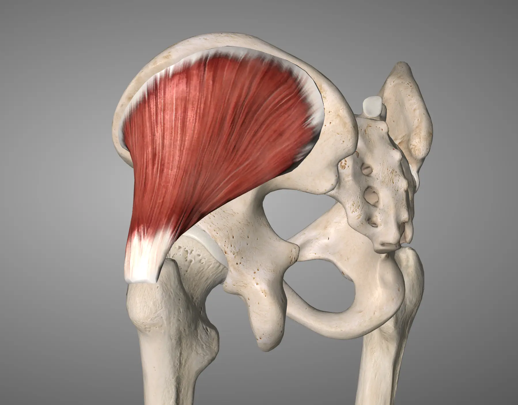 Anti-Valgus Training Tips: Gluteus Medius