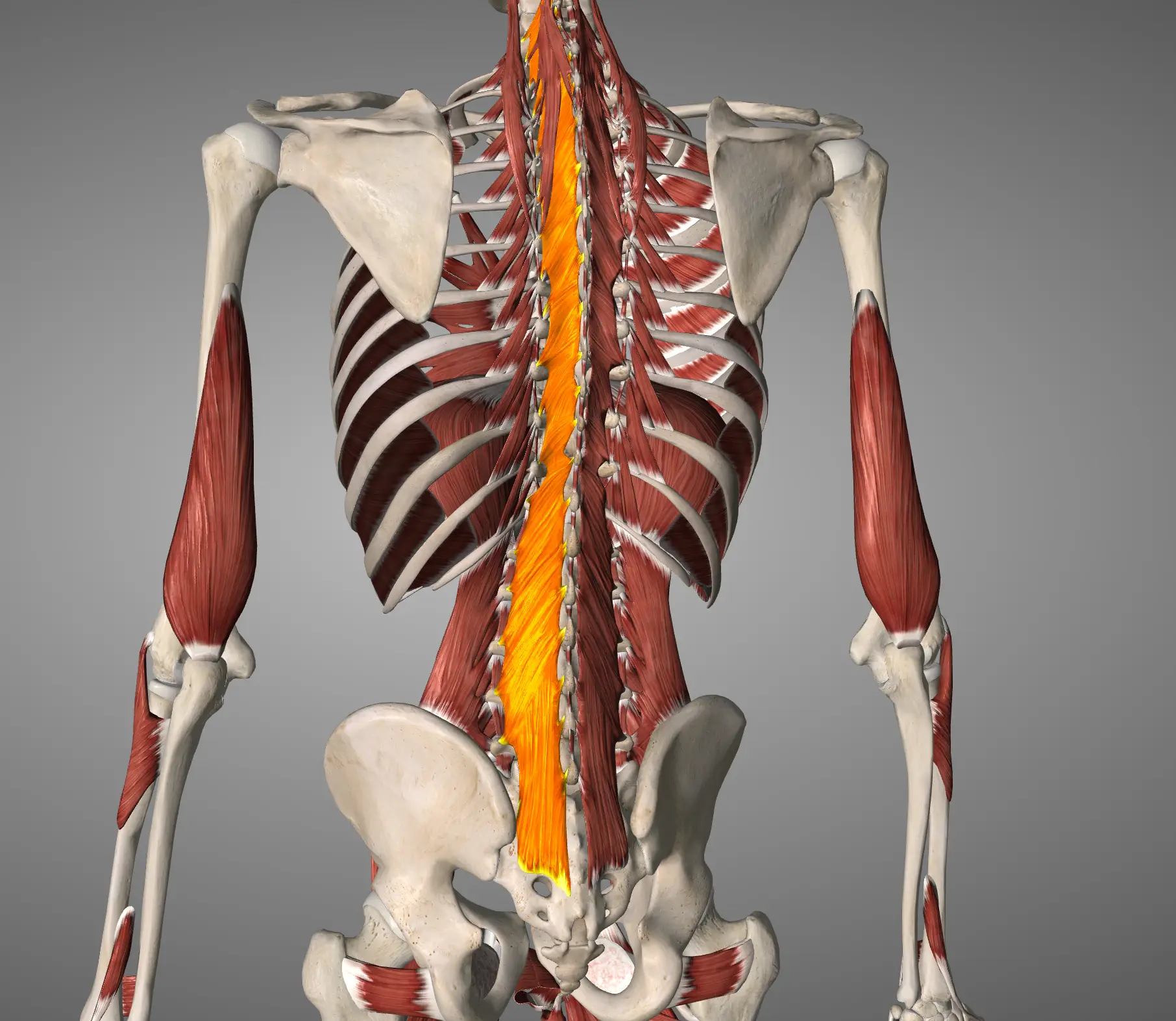 Rockstar Muscles: Multifidus