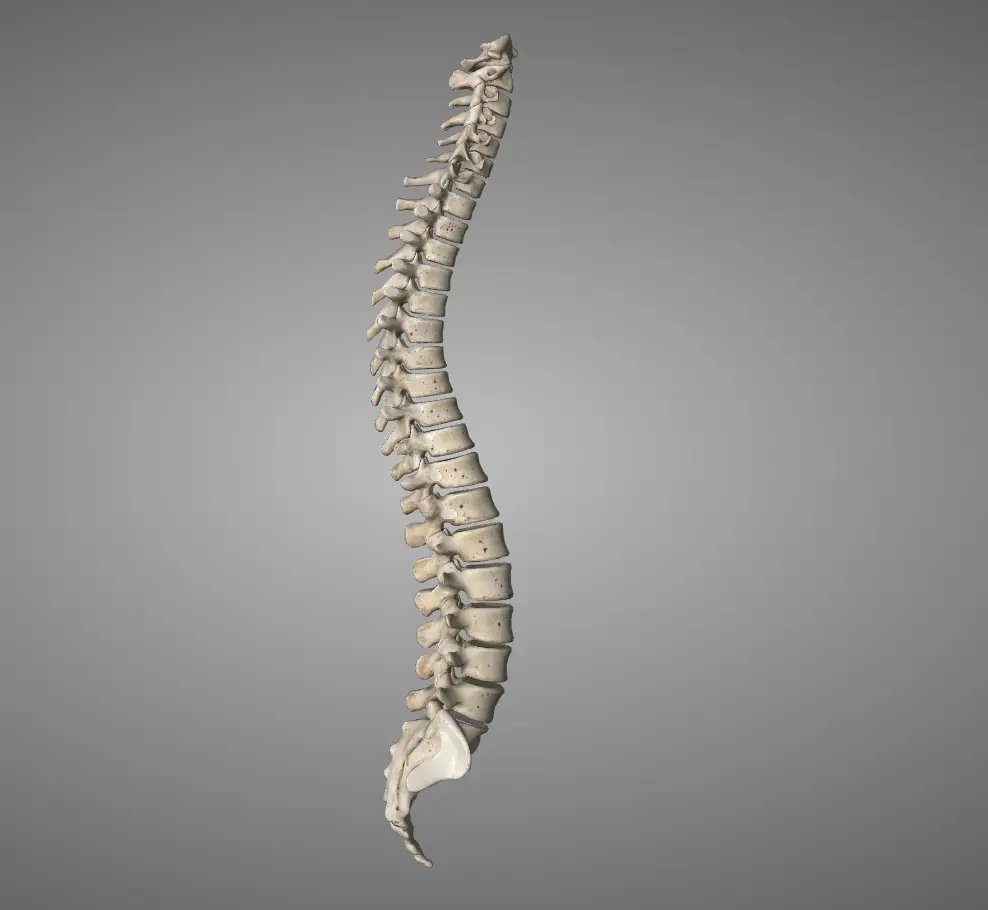 Neutral Spine: How to Deadlift and Squat Without Hurting Your Back
