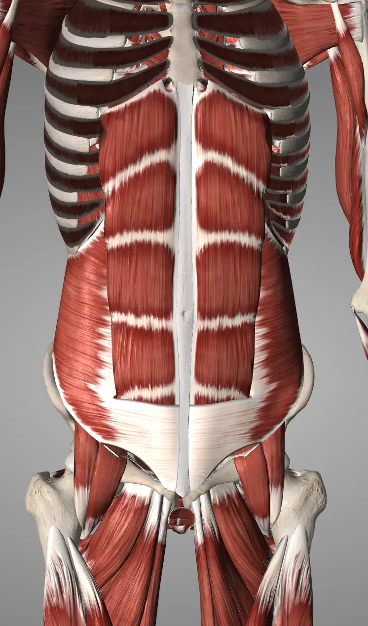 Are Sit Ups Bad for You?